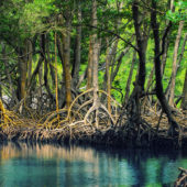 dominican_republic_los_haitises_mangroves