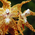 Орхидеи – первоклассные лжецы, притворщики и воры