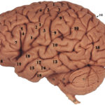 Сверхспособность человеческого мозга обнаружена в миндалевидном теле
