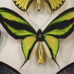 Рентгеновский снимок объяснил красочность крыльев бабочек