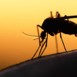 Почему комары переносят вирус Зика, а вирус гриппа – нет?