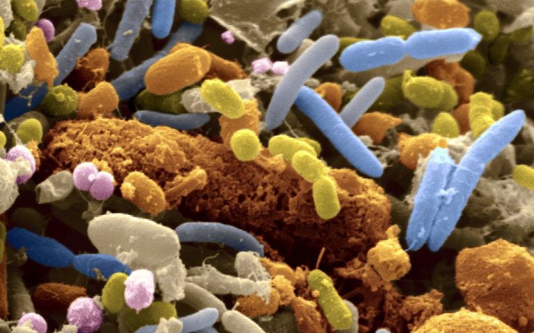 o-gut-bacteria-facebook
