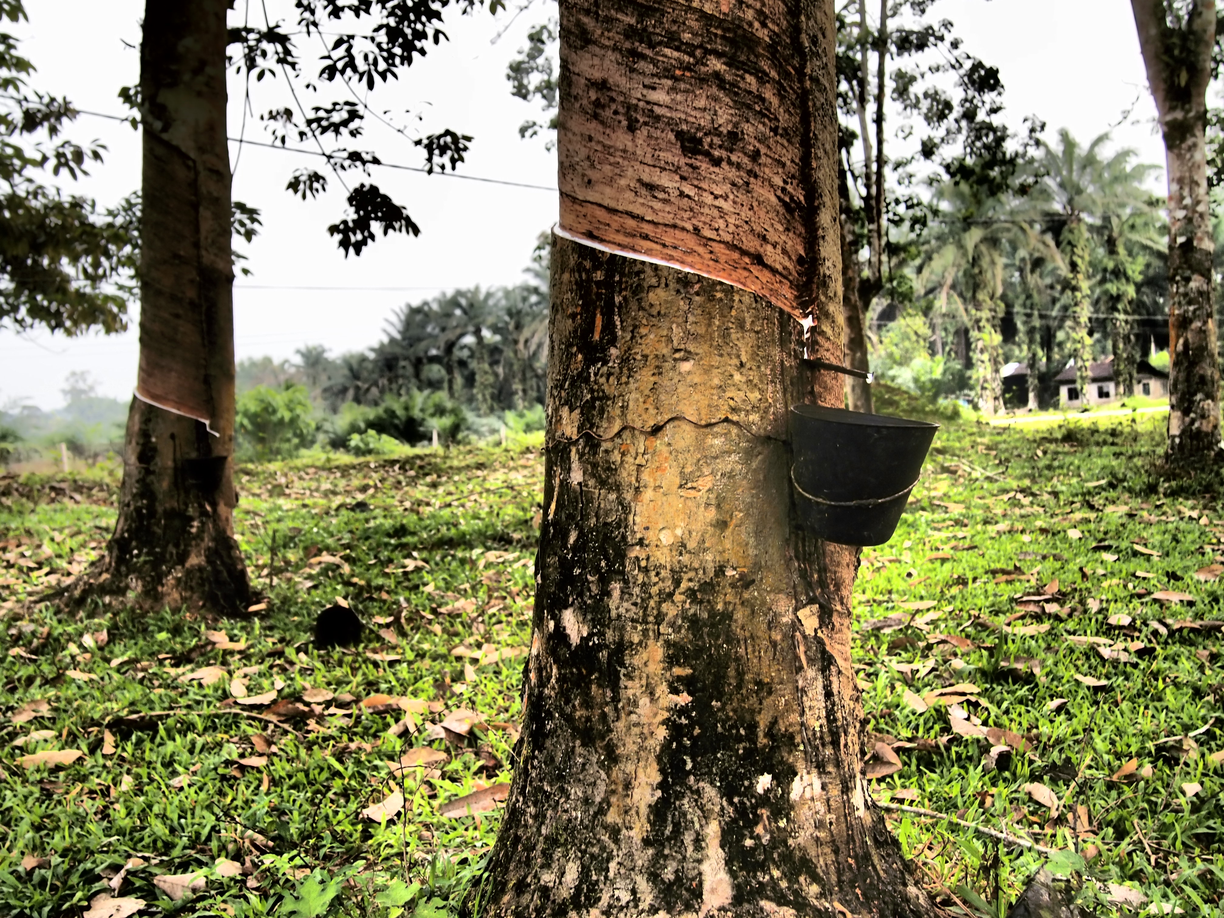 Дерево малайзия