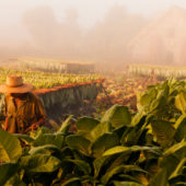 tobacco-farming-vinales