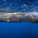 Как морским млекопитающим удается так долго оставаться под водой