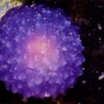 Загадочный пурпурный шар обнаружен на дне океана