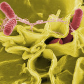 3-antimicrobia