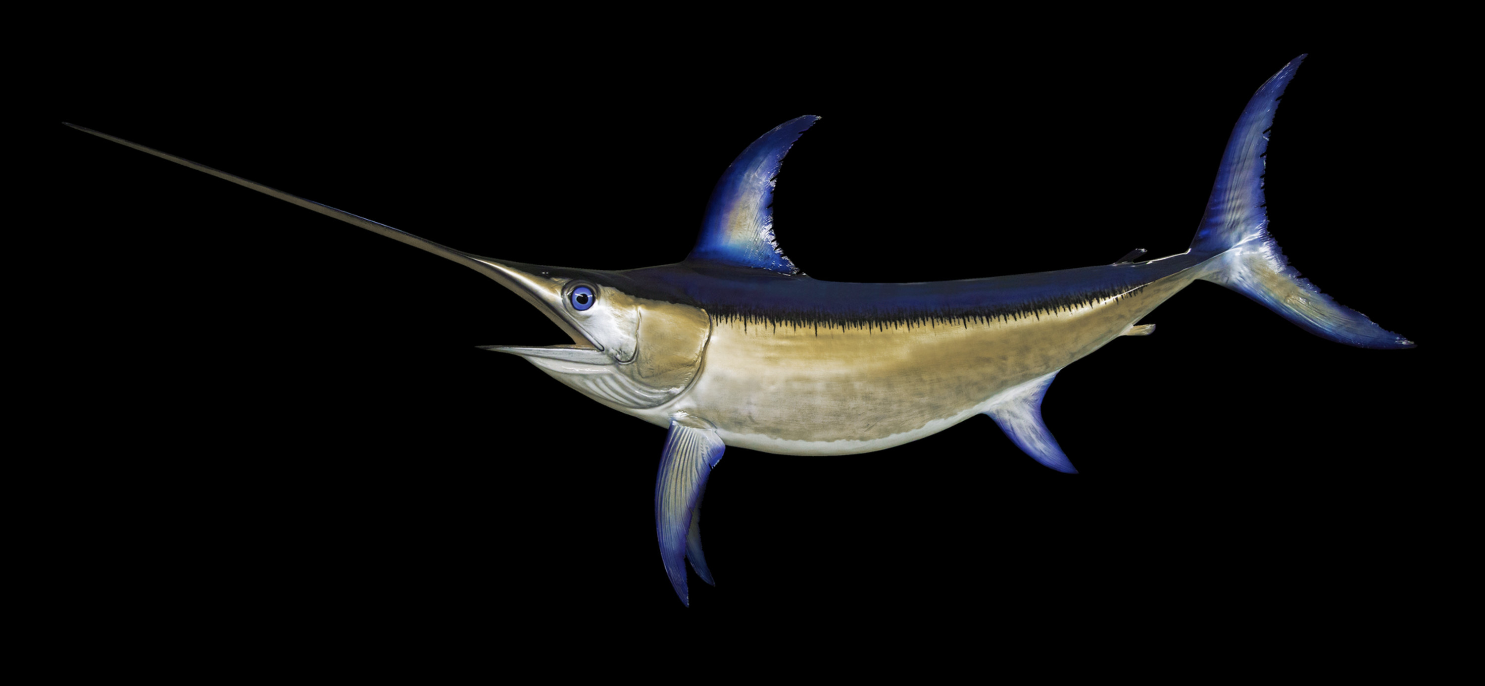 Марлин - описание и особенности этой рыбы