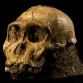 australopithecus_sediba