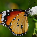 Паразит превращает бабочек в «роковых женщин»
