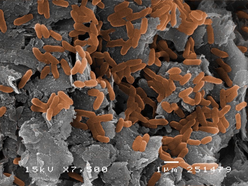 Биопроволоке бактерий Geobacter повысили проводимость – иллюстрация к материалу на Naked Science
