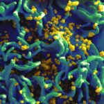 Зоонозная природа ВИЧ подтверждена in vivo