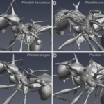 В Новой Гвинее нашли два вида иглобрюхих муравьев