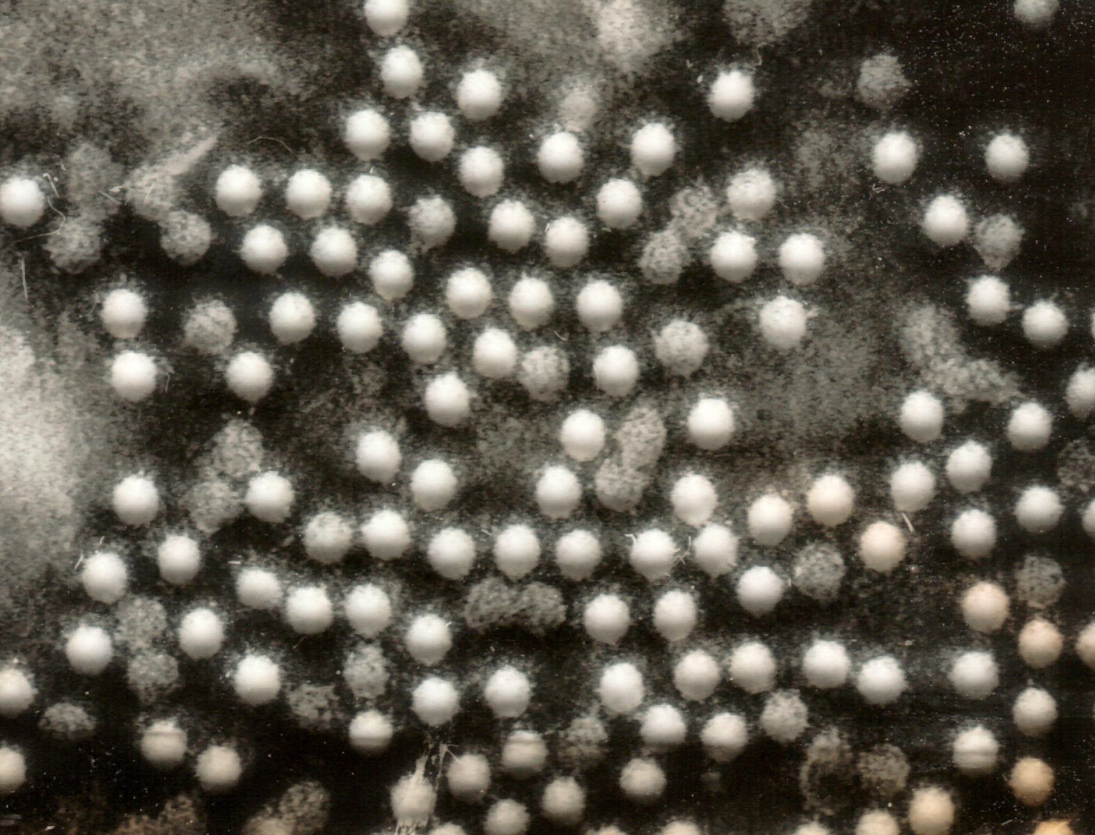 polioviruses