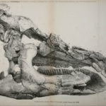 Динозавру впервые диагностировали опухоль челюсти