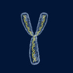 Y-хромосома на грани исчезновения?
