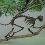 Обнаружены останки самого примитивного из приматов