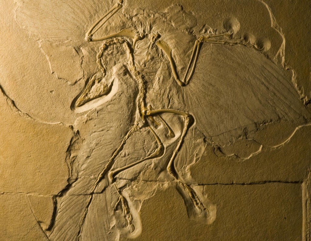 archaeopteryx_dsc_8270-1024x793