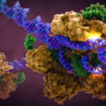CRISPR/Cas9 научили редактировать ДНК без разрыва