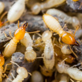 bigstock-termite-or-white-ants-50641157