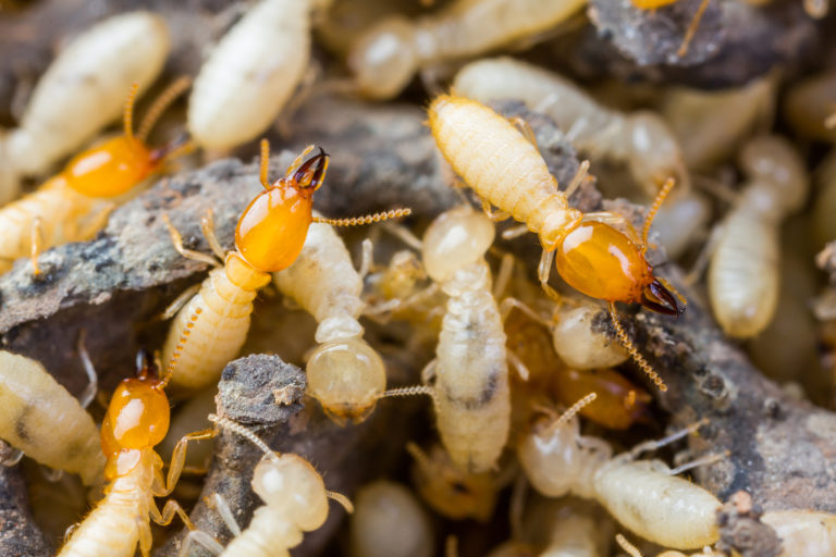 bigstock-termite-or-white-ants-50641157