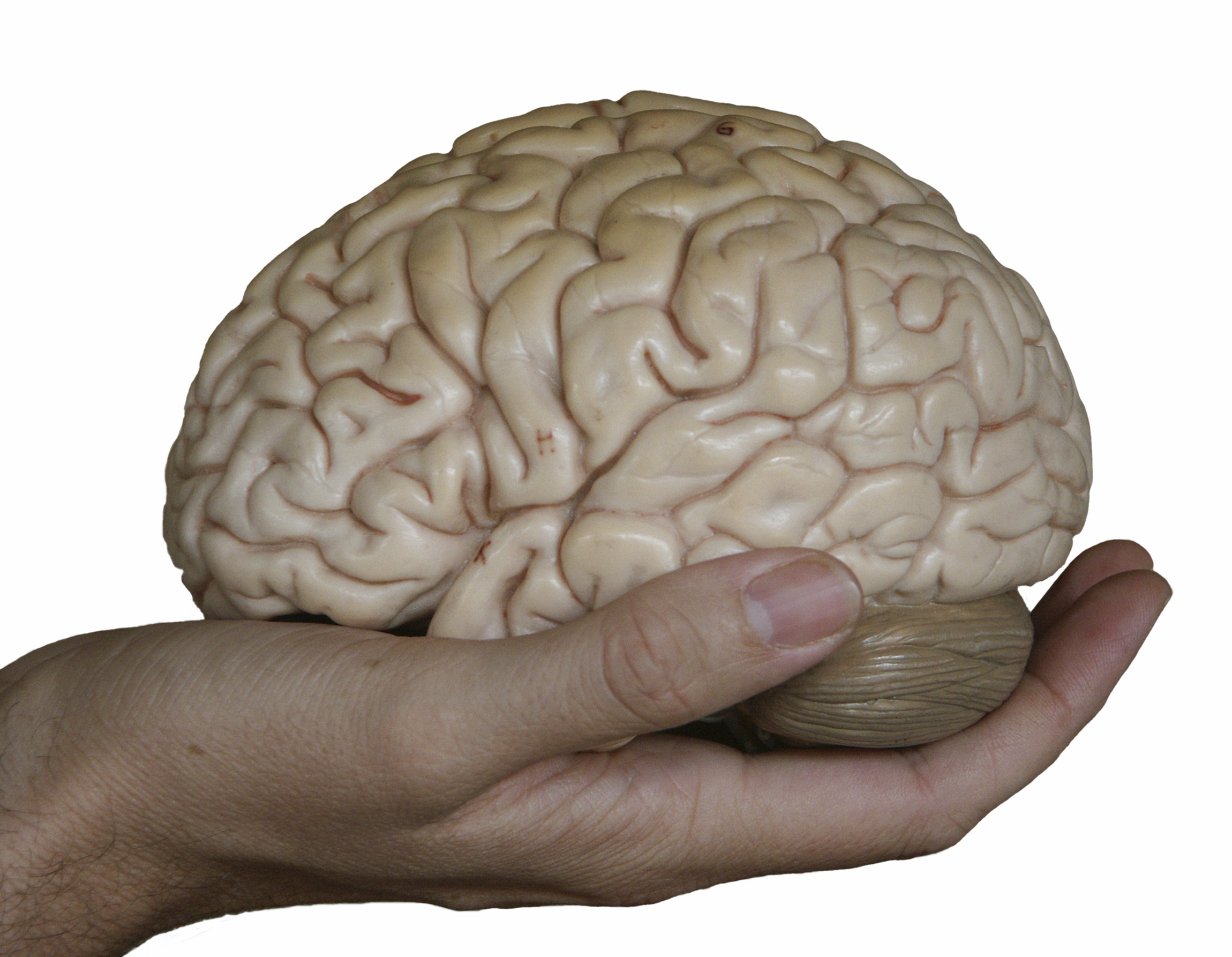 Отделы головного мозга. Анатомия головного мозга
