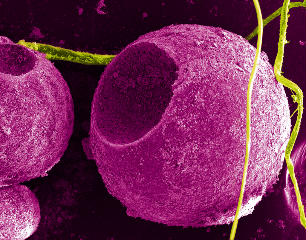 cadmium_sulfide_quantum_dots_on_cells_high_res