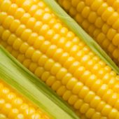 corn21