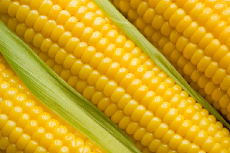 corn21