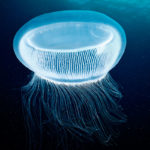 Физики сделали поляритонный лазер из белка медузы