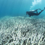 Обесцвечивание и гибель коралла впервые сняли на видео