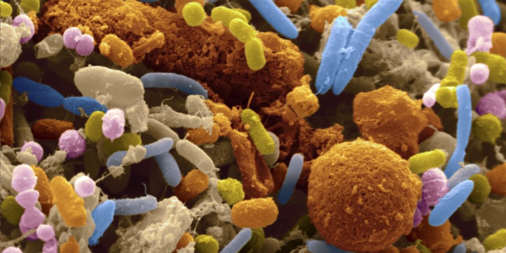 microbioma