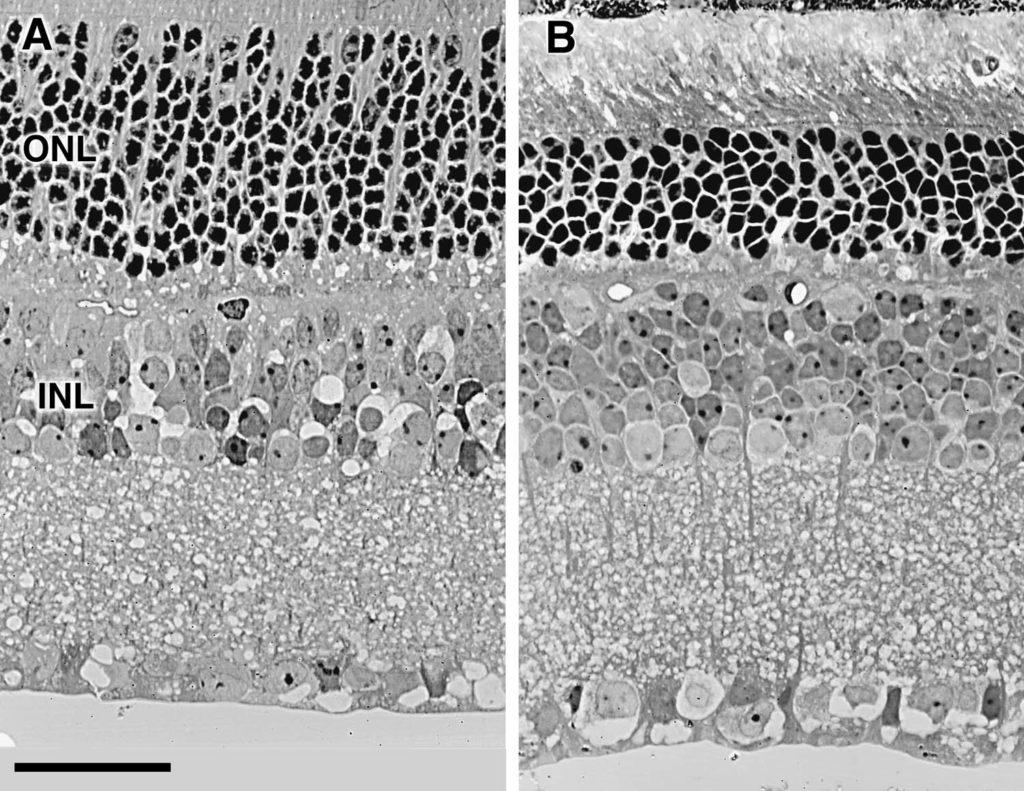 nnc1fig4