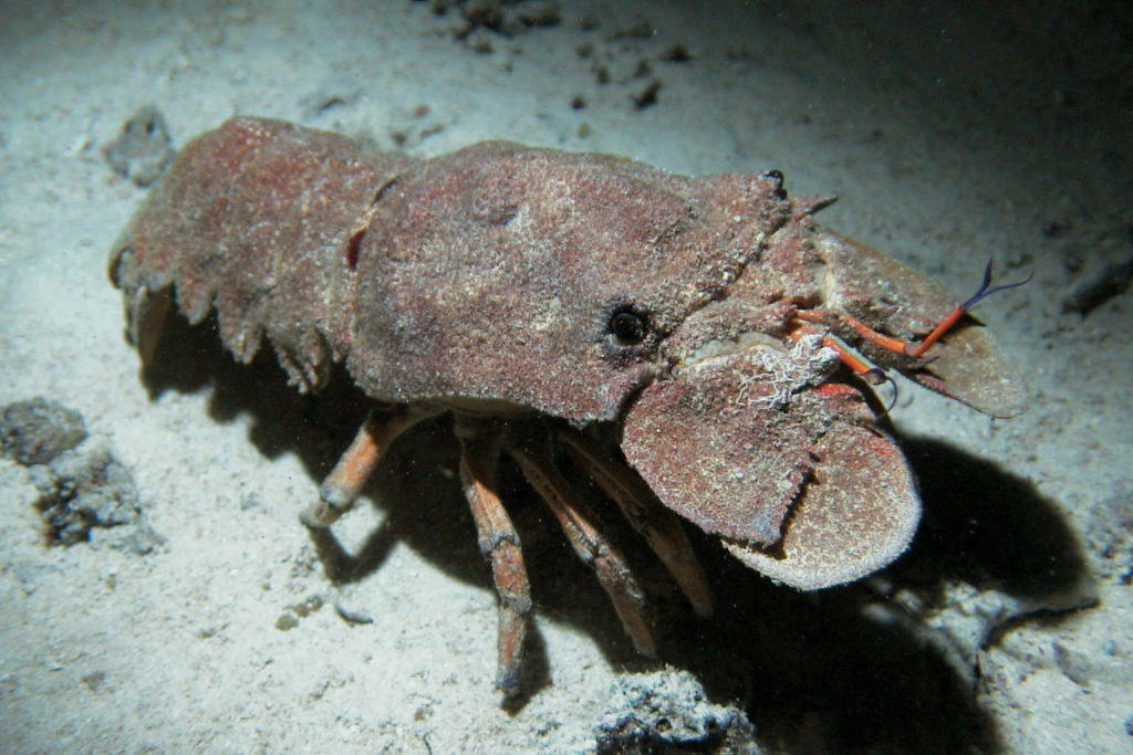 scyllarides_latus