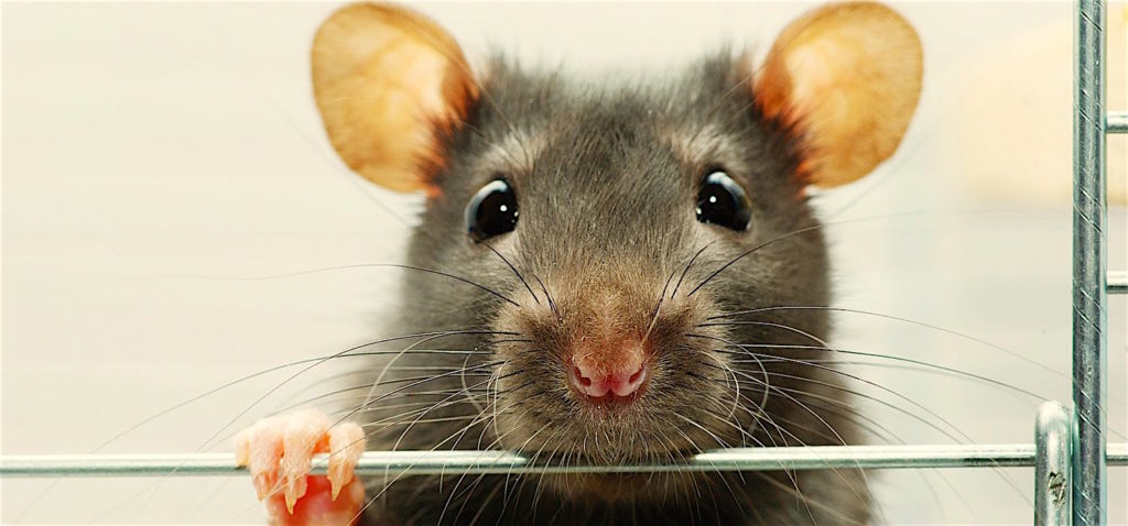 selfish-rat