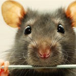 Новый препарат избавил крыс от кокаиновой зависимости