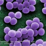 Микробиологи научились убивать стафилококк солью