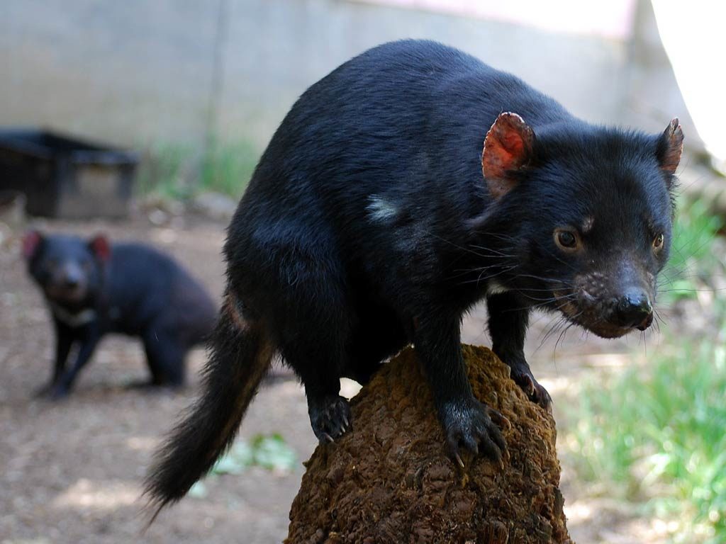 tasmanian_devil_wallpapers