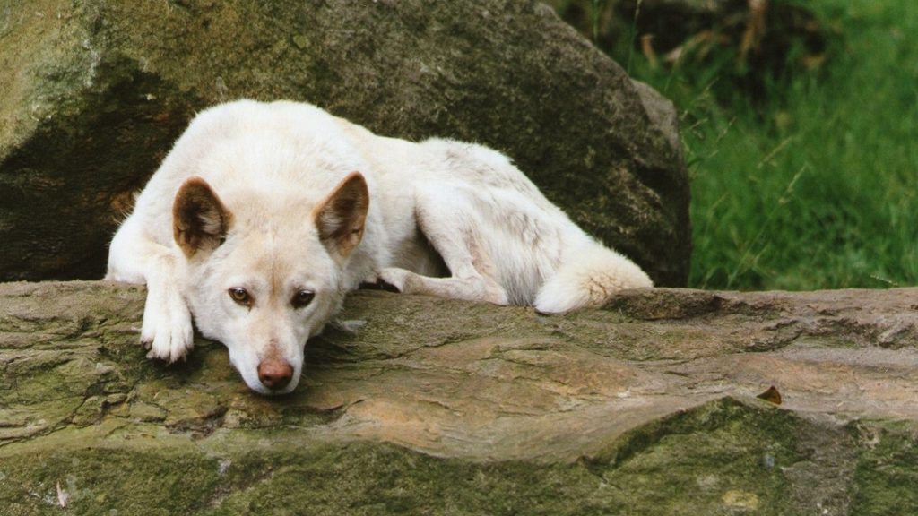 12_dingo