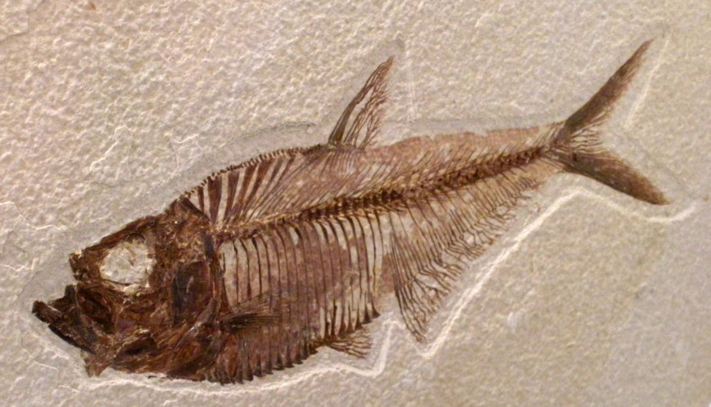 21fossilfish_v2