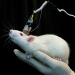 Стимуляция голубого пятна научила мышей «длинной» памяти
