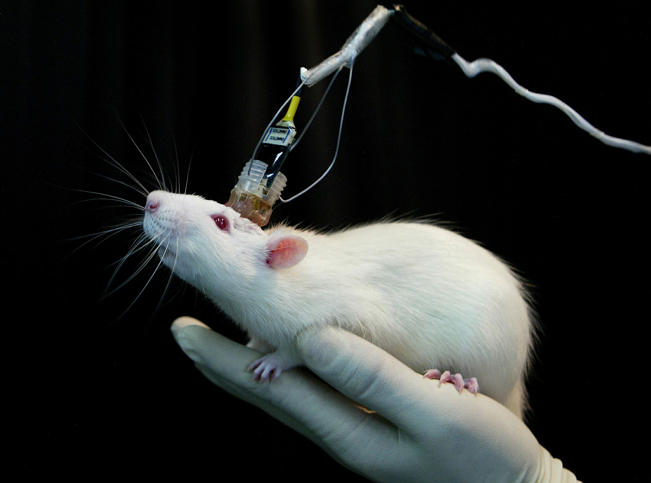 a-mouses-memory-is-recorded-by-sensors-connected-to-its-head