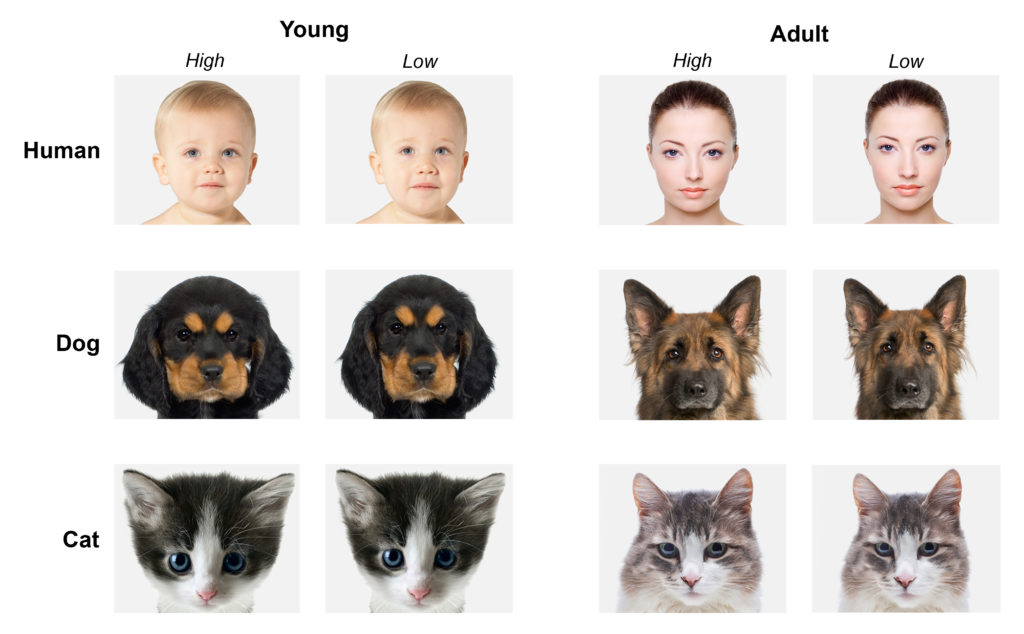 baby_schema_adults_and_babies
