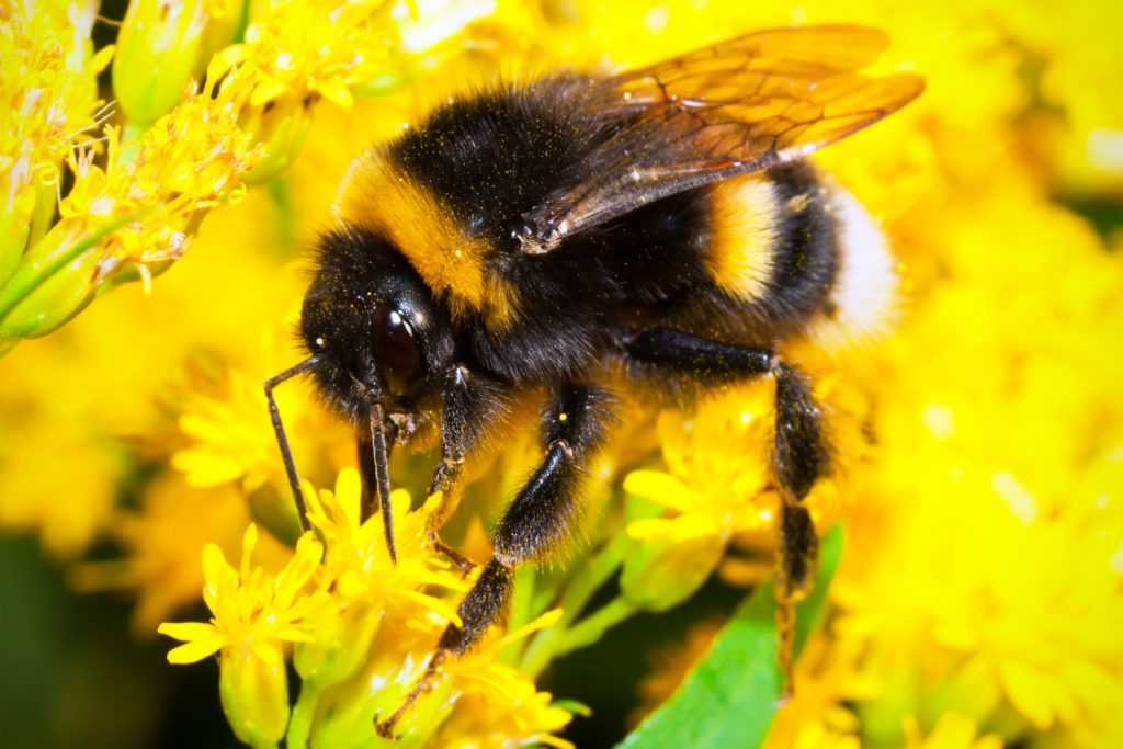 bumble-bee