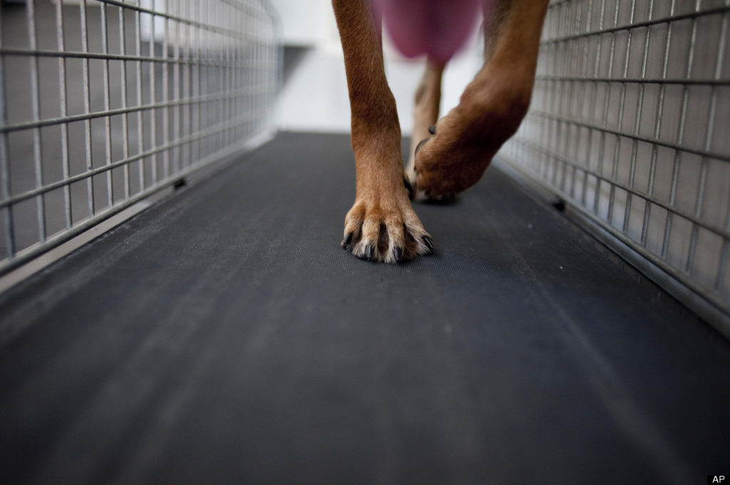 dogtreadmill