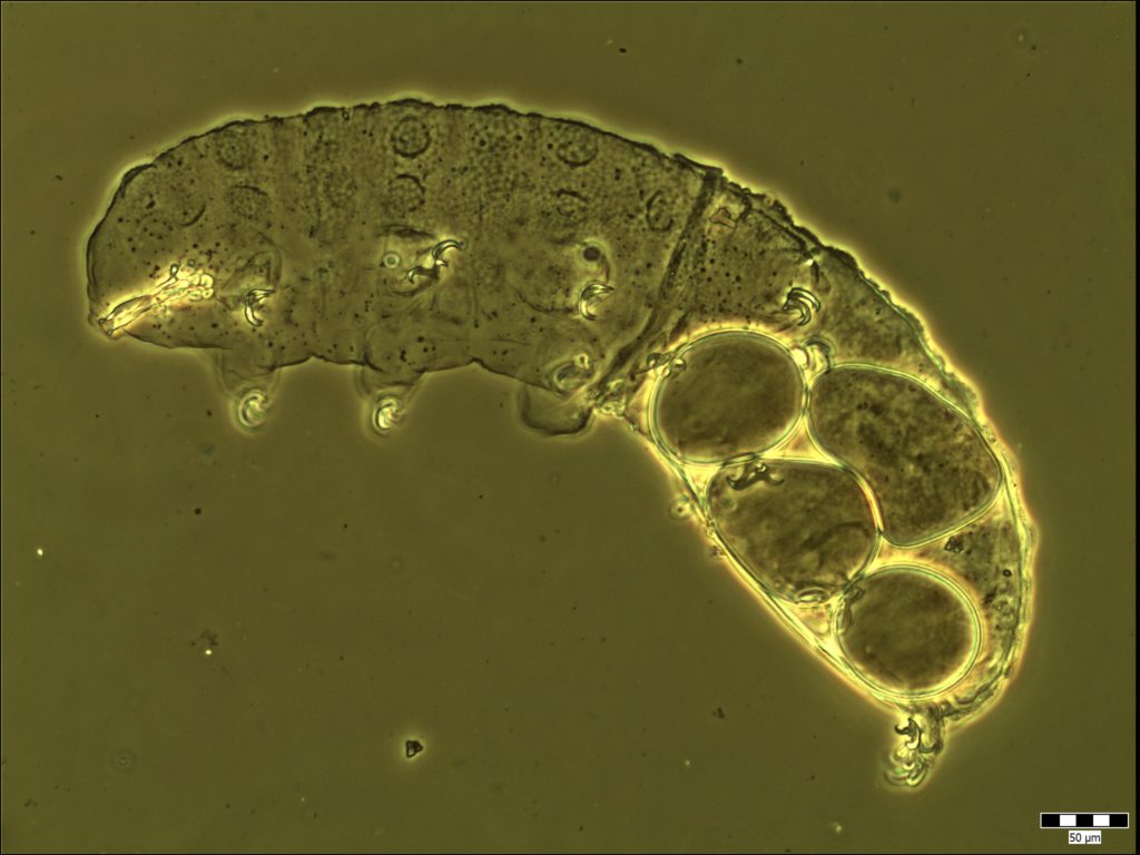 doryphoribius