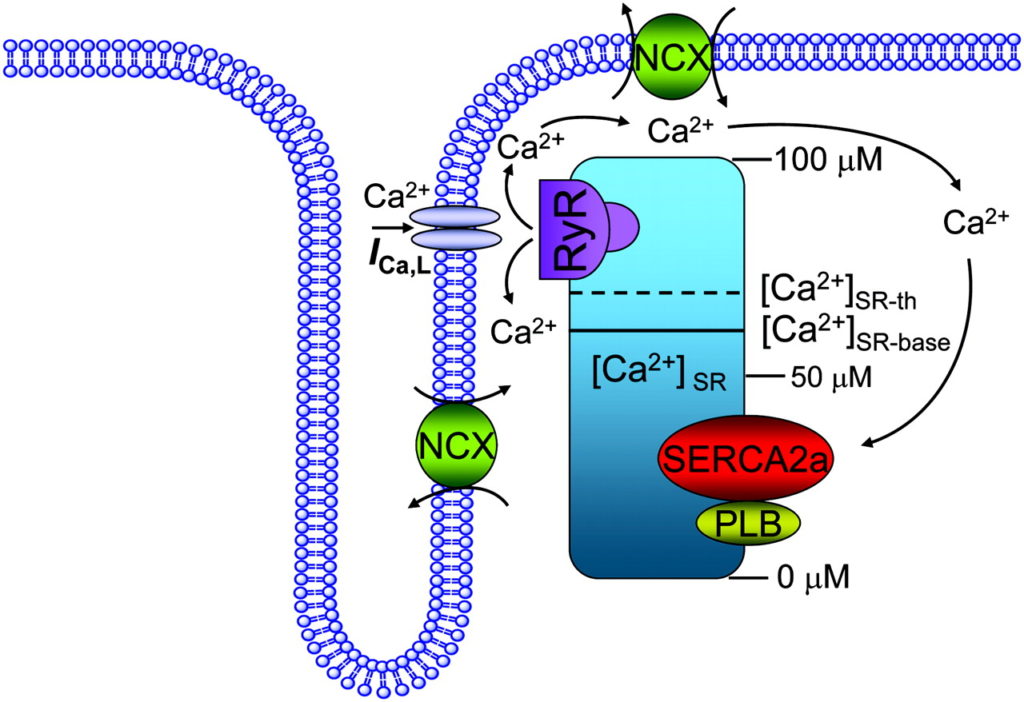 f2-large-ryr-and-calcium