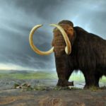 В России найдено уникальное «кладбище» мамонтов