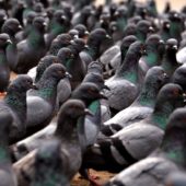 flock_of_pigeons_wallpaper_-_1152x864