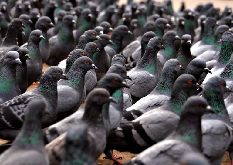 flock_of_pigeons_wallpaper_-_1152x864